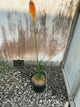 Kniphofia  'Mango Popsicle'