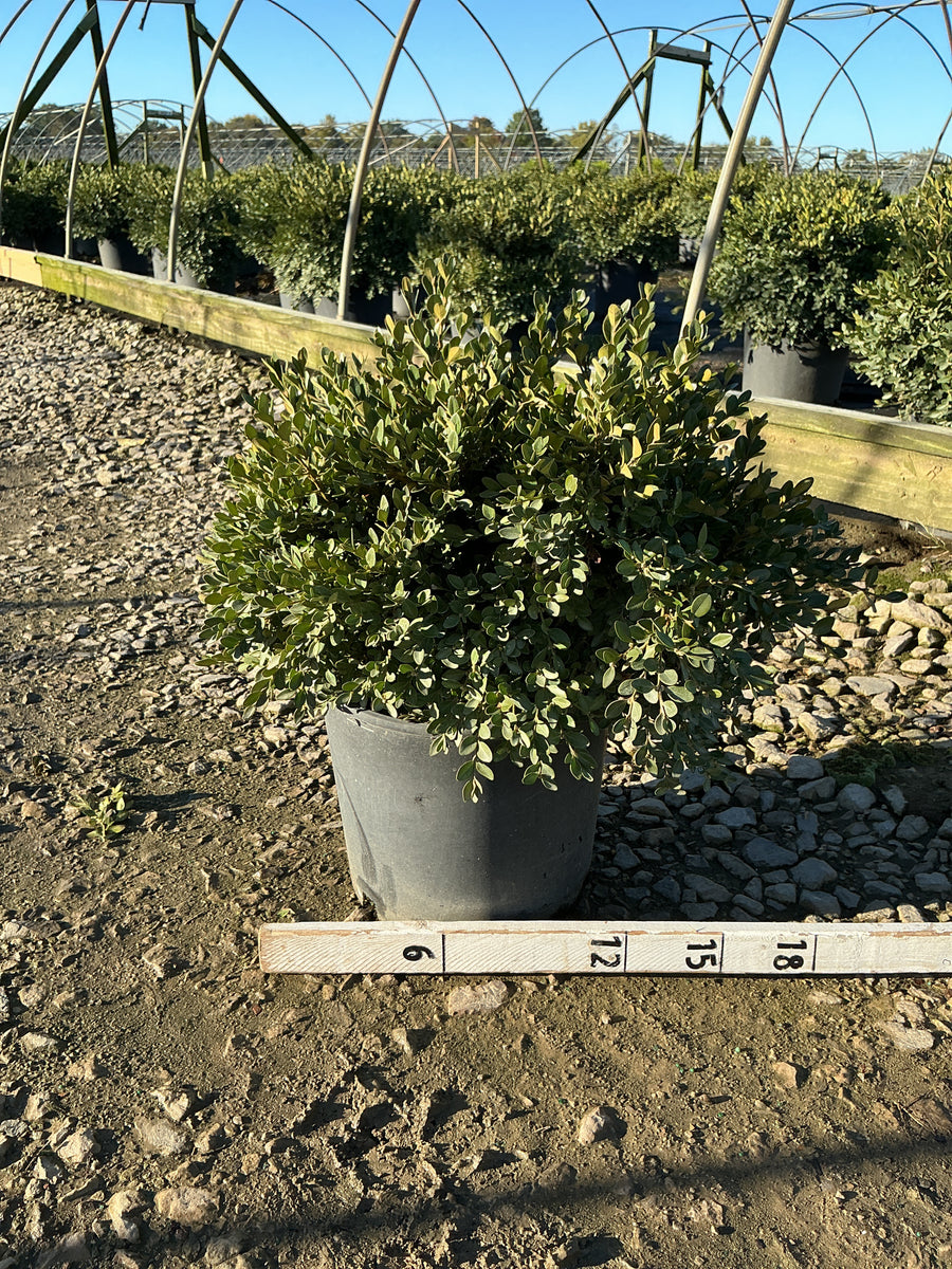 Buxus x 'Flat-Tery'