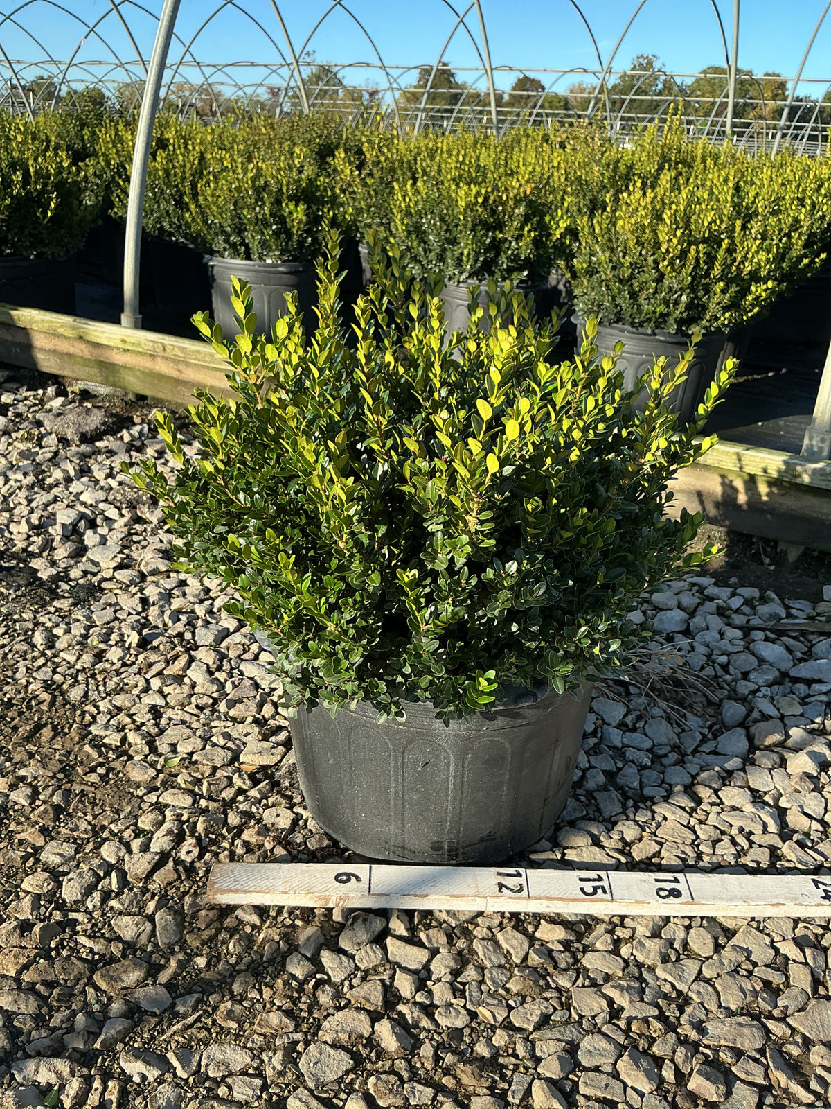 Buxus microphylla 'Little Missy'