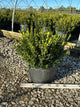 Buxus microphylla 'Little Missy'