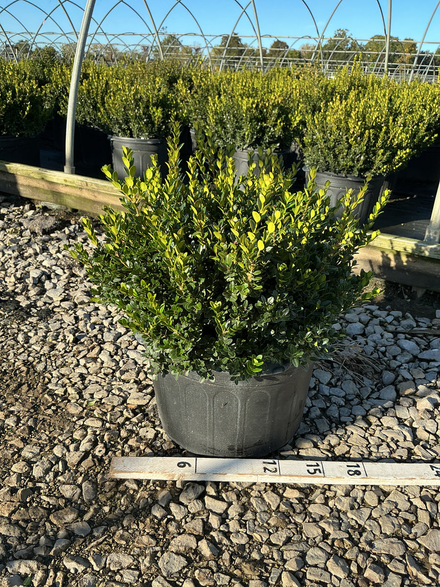 Buxus microphylla 'Little Missy'