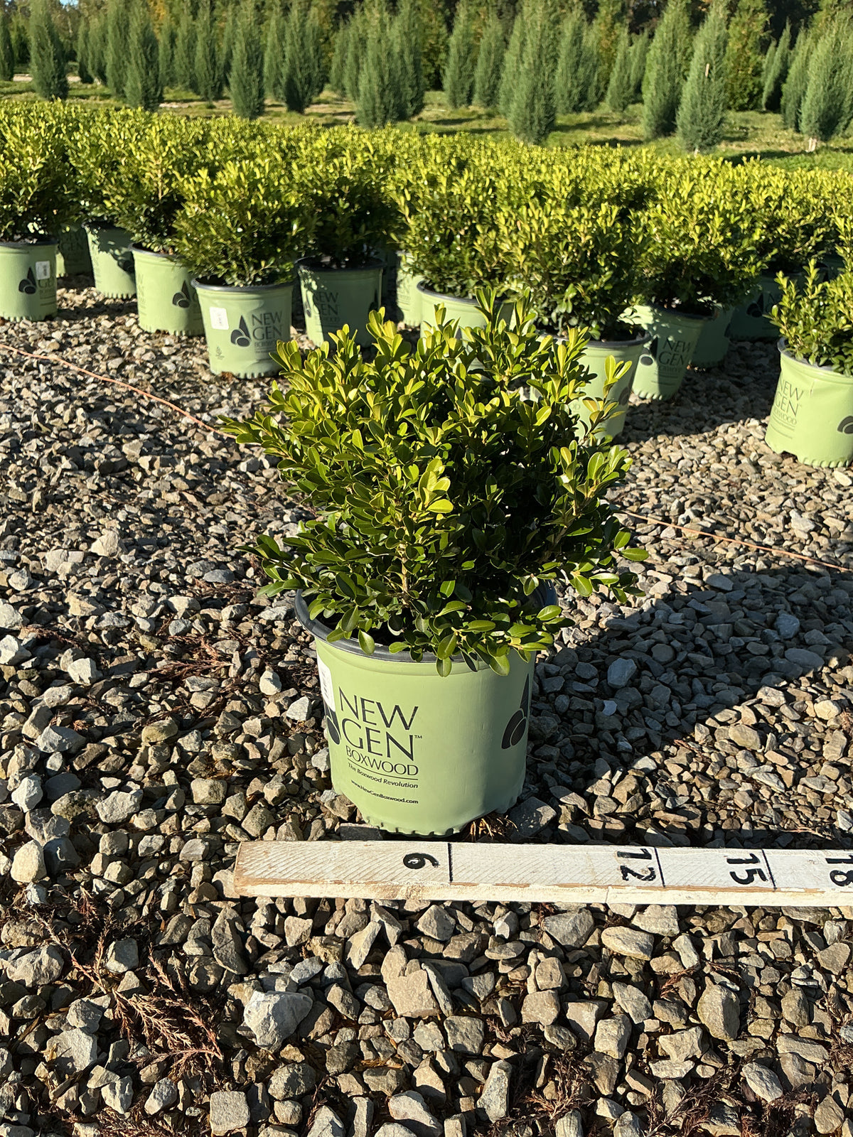 Buxus newgen 'Independence'