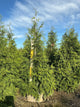 Thuja plicata 'Green Giant'