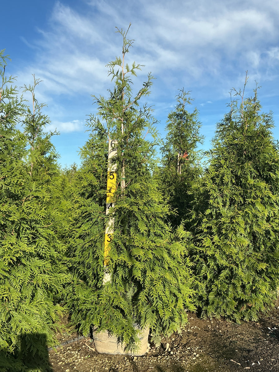 Thuja plicata 'Green Giant'