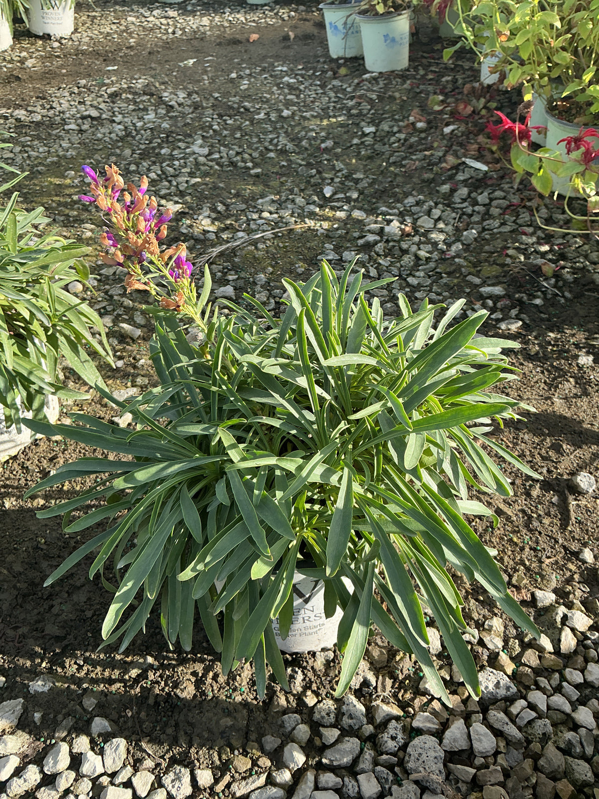 Penstemon barbatus 'Dark Amethyst'