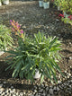 Penstemon barbatus 'Dark Amethyst'