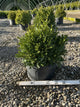 Buxus microphylla 'Green Gem'