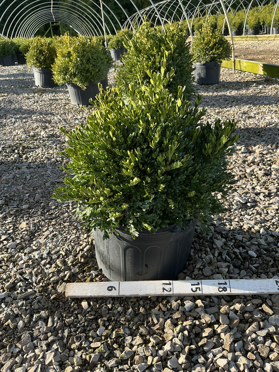 Buxus microphylla 'Green Gem'