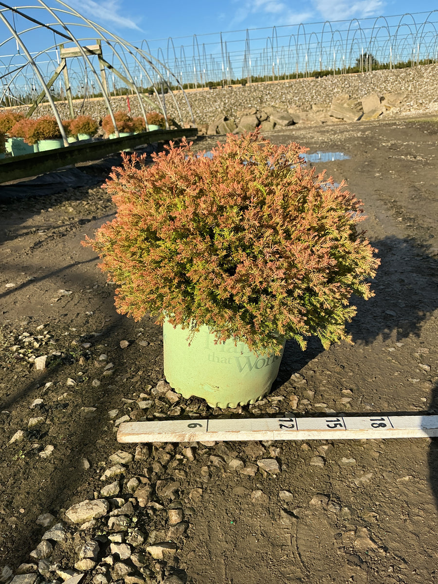 Thuja occidentalis ‘Fire Chief’ (Congabe)