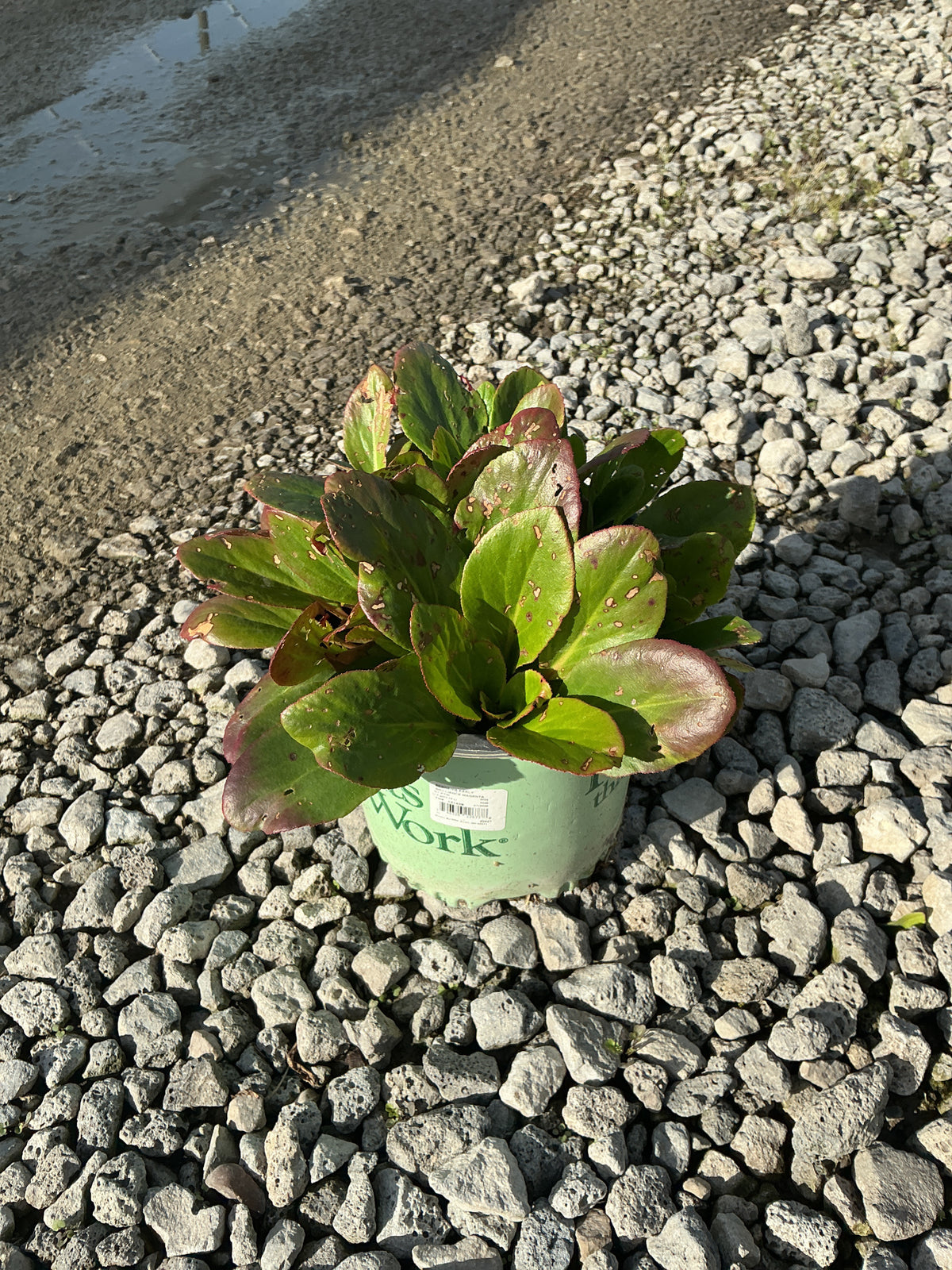 Bergenia 'Early Brilliance Magenta'