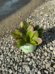 Bergenia 'Early Brilliance Magenta'