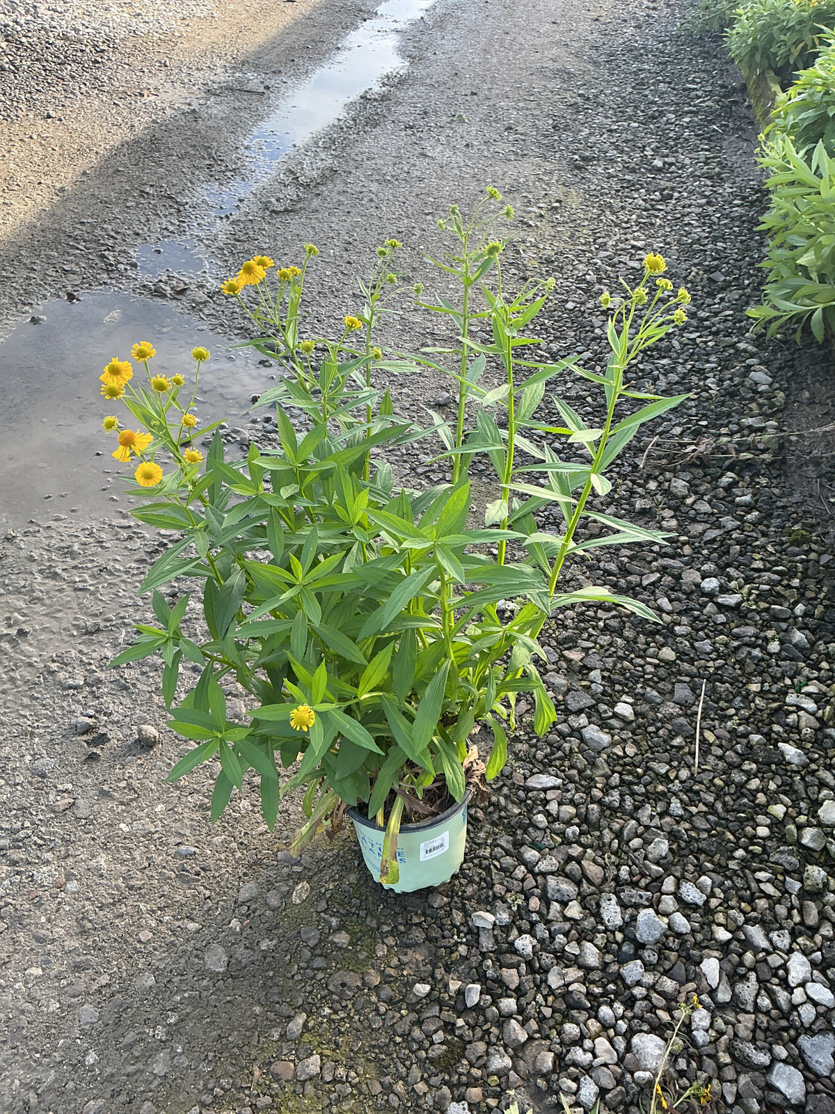 Helenium autumnale