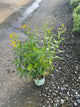 Helenium autumnale