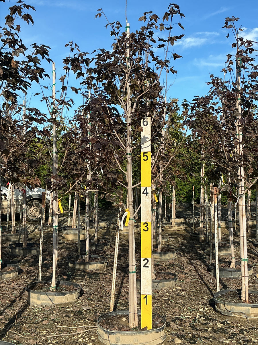 Acer platanoides 'Crimson King' â€” G25 1.5