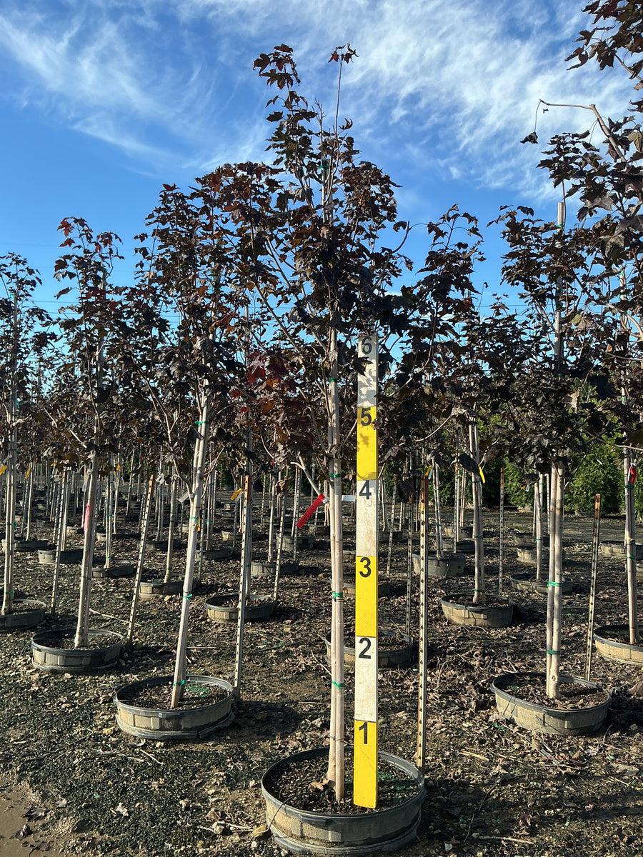 Acer platanoides 'Crimson King' â€” G25 1.75