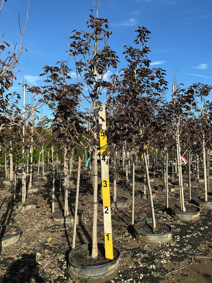 Acer platanoides 'Crimson King' â€” G25 2