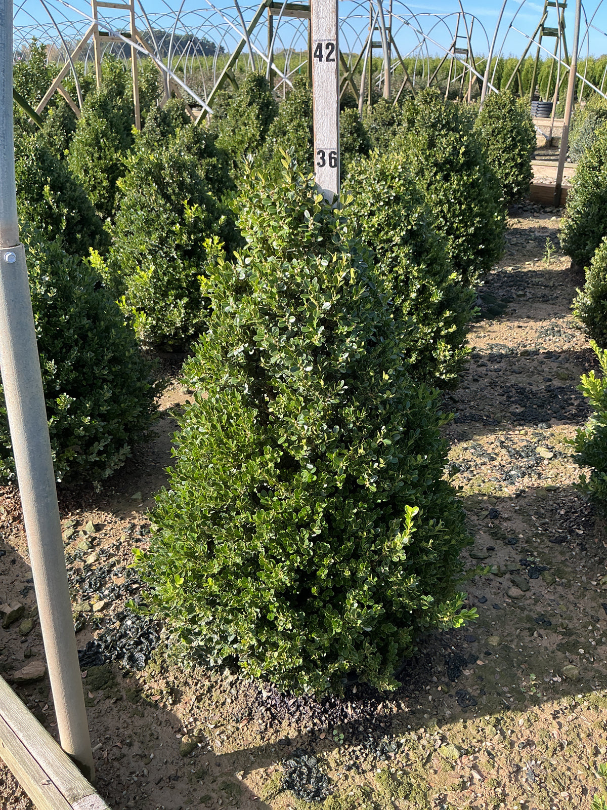 Buxus x 'Cranberry Creek'