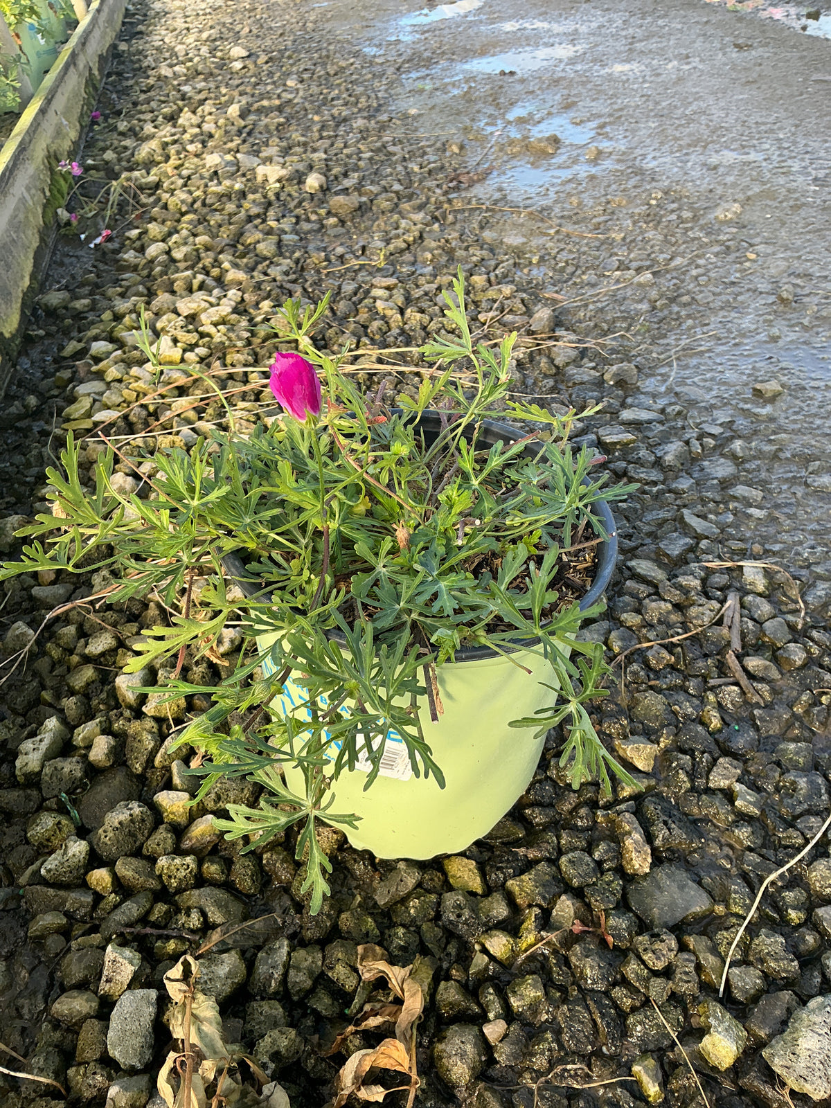Callirhoe involucrata