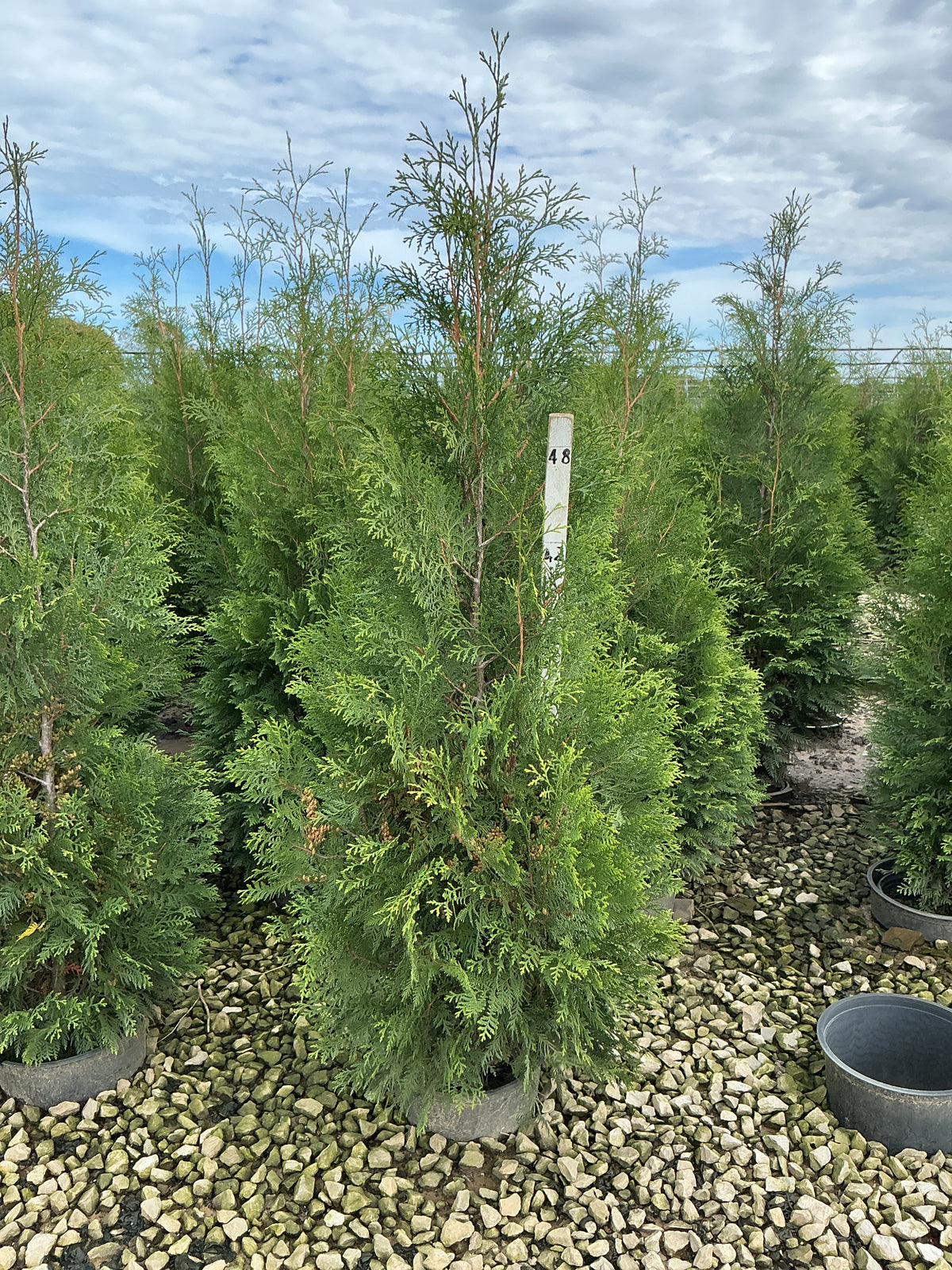Thuja occidentalis 'American Pillar'