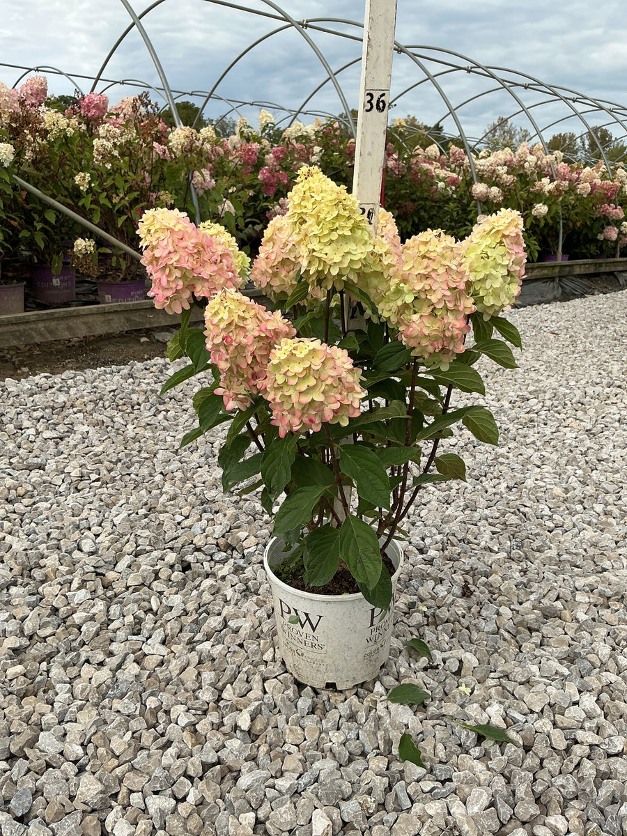 Hydrangea 'P Limelight Prime'