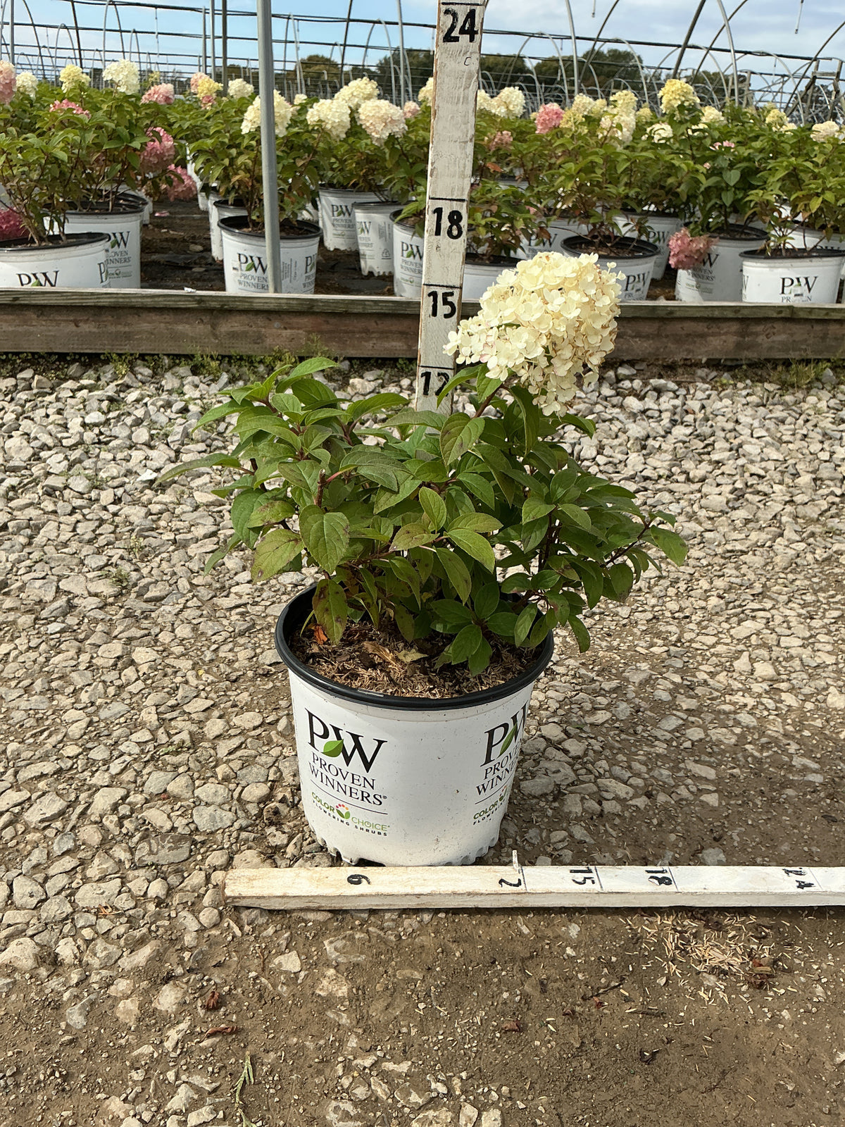 Hydrangea paniculata 'Bobo'
