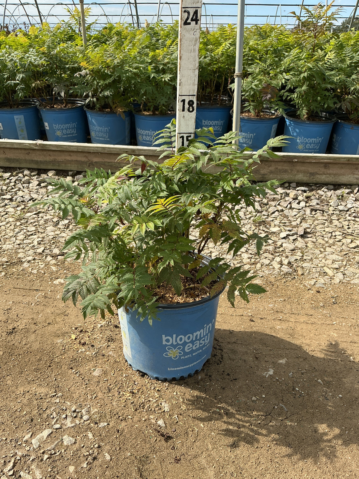 Sorbaria 'Cherry On Top'