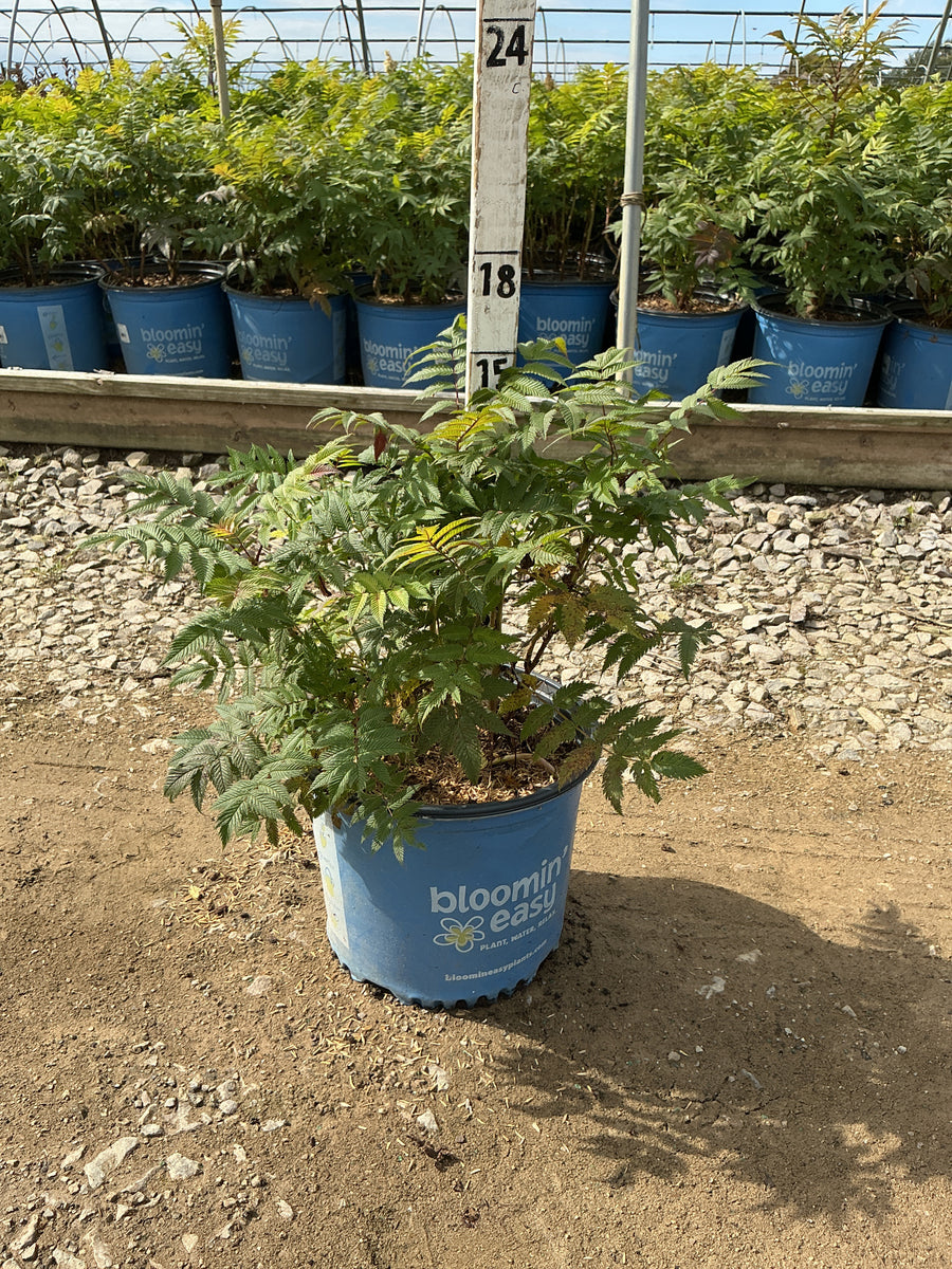 Sorbaria 'Cherry On Top'