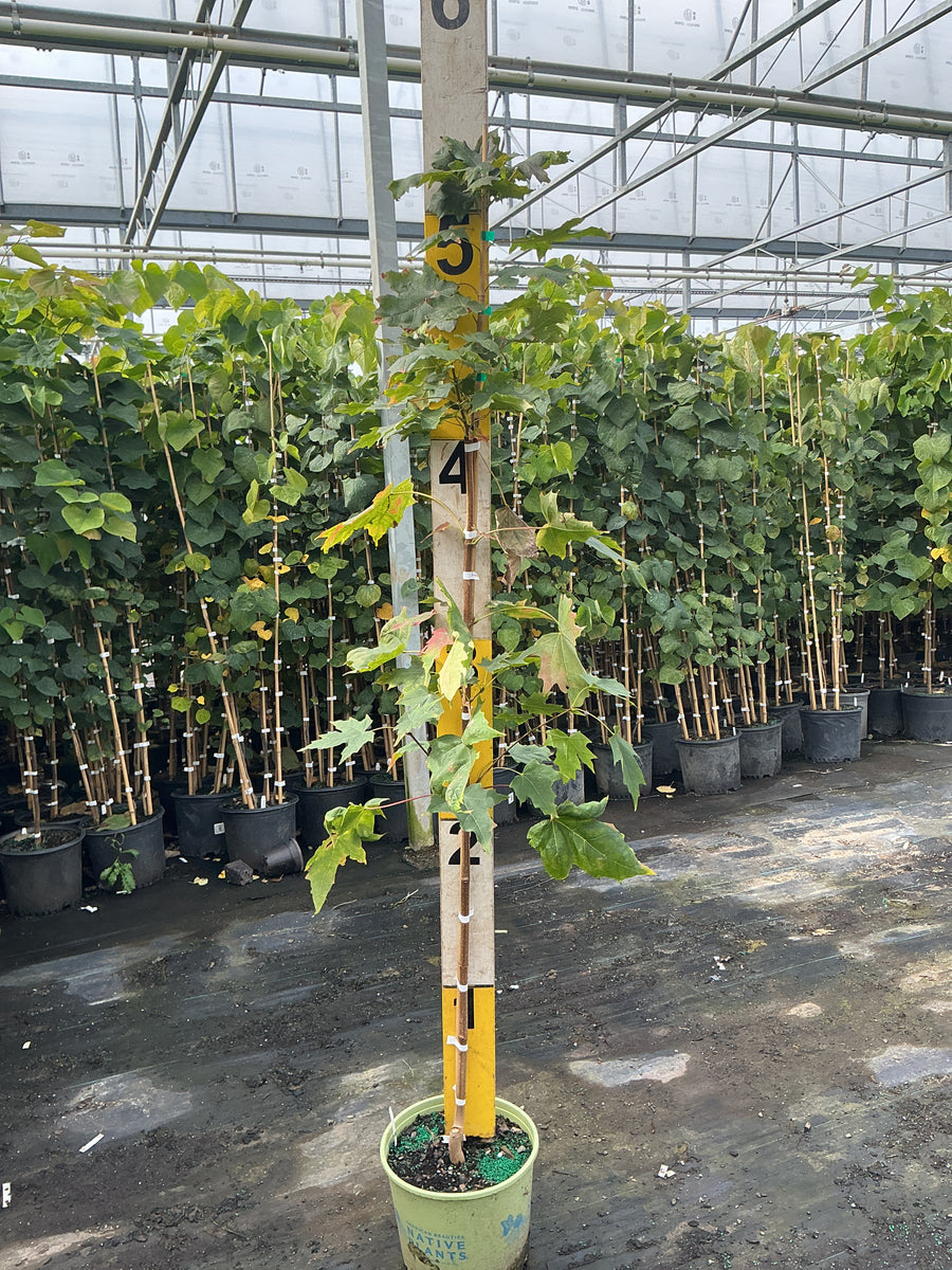 Acer saccharum â€” G3 AB