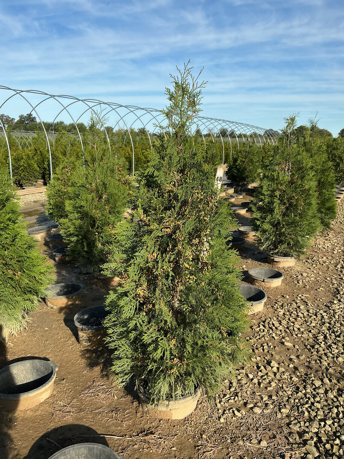 Thuja occidentalis 'American Pillar'