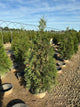 Thuja occidentalis 'American Pillar'