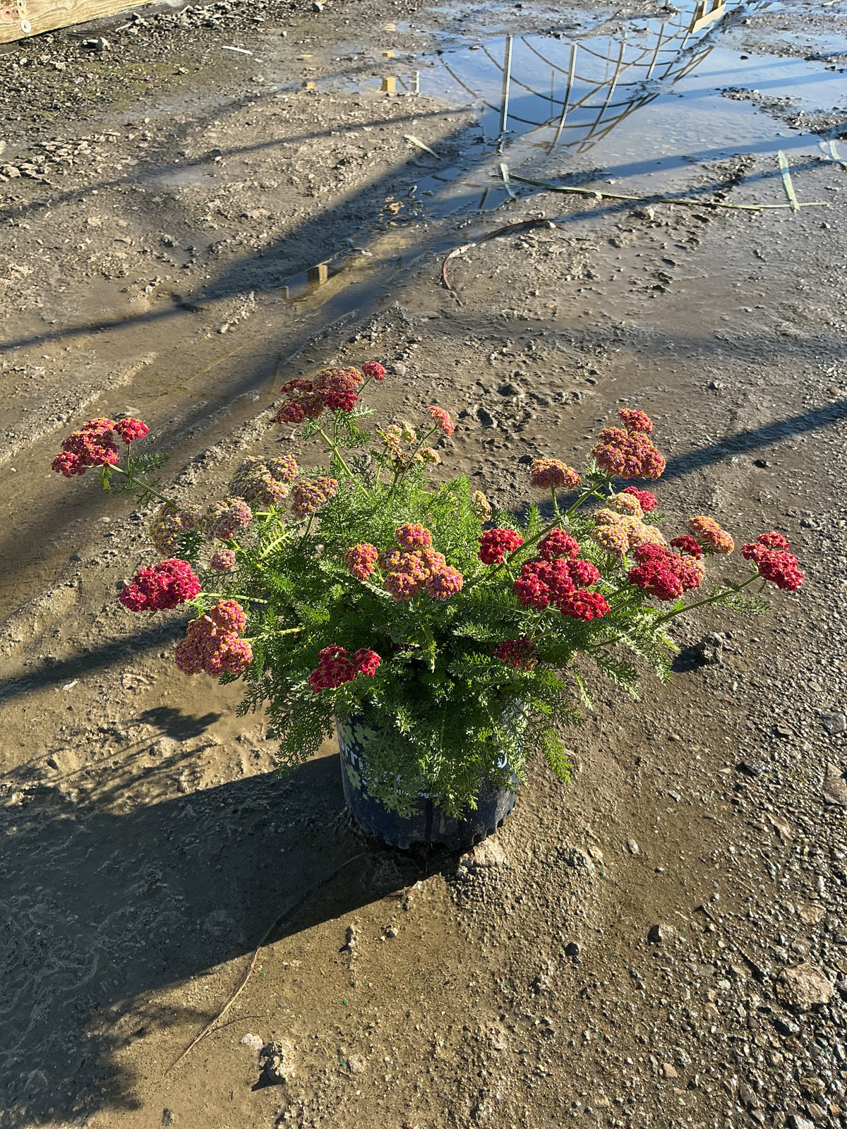 Achillea millefolium SkySail™ Fire  ‘Bosachskyfi’
