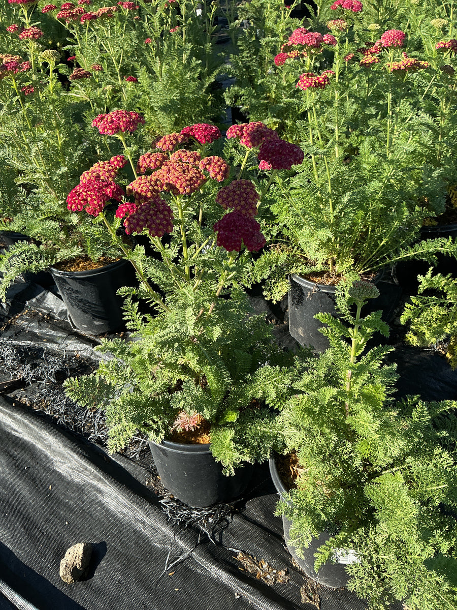 Achillea millefolium 'Strawberry Seduction' â€” 19CM