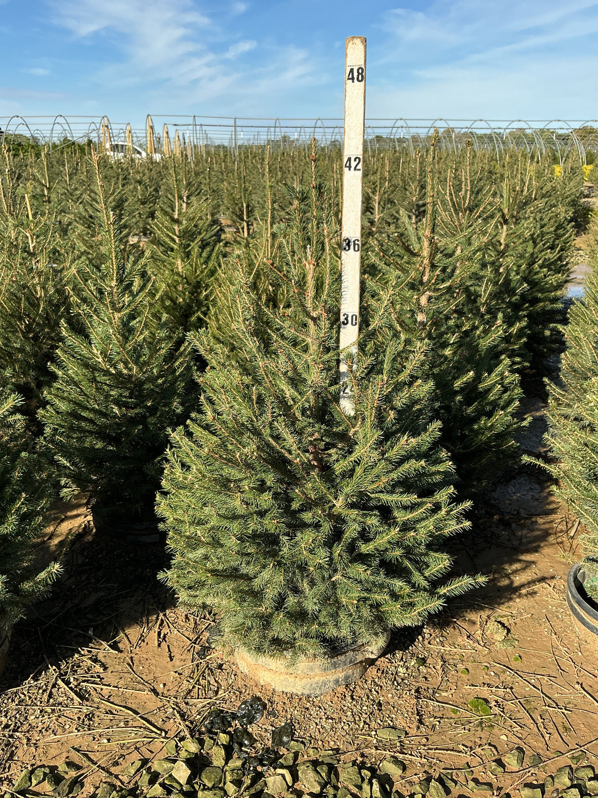Picea abies