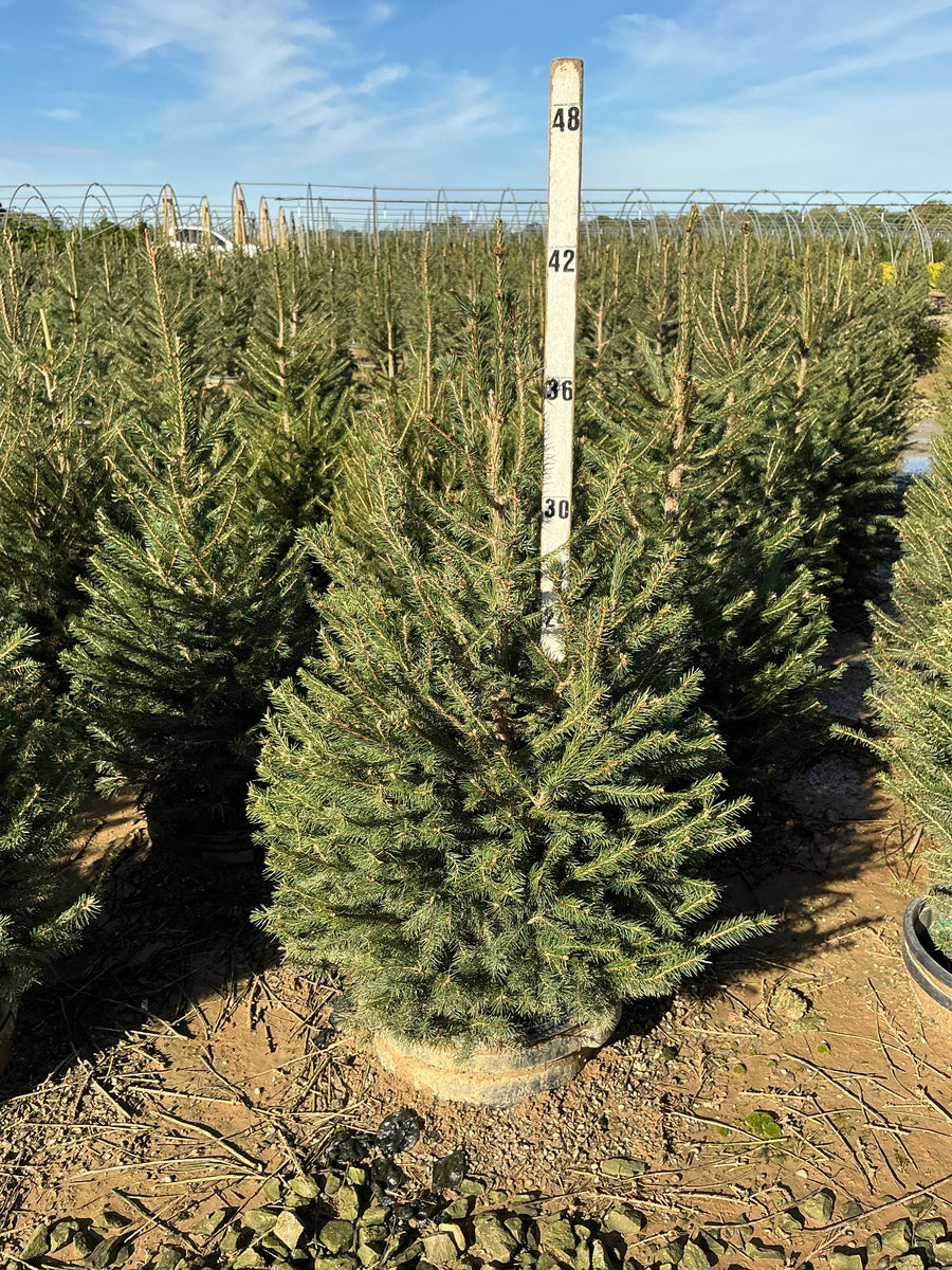 Picea abies