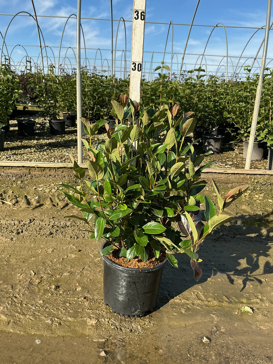 Viburnum nudum 'Winterthur'