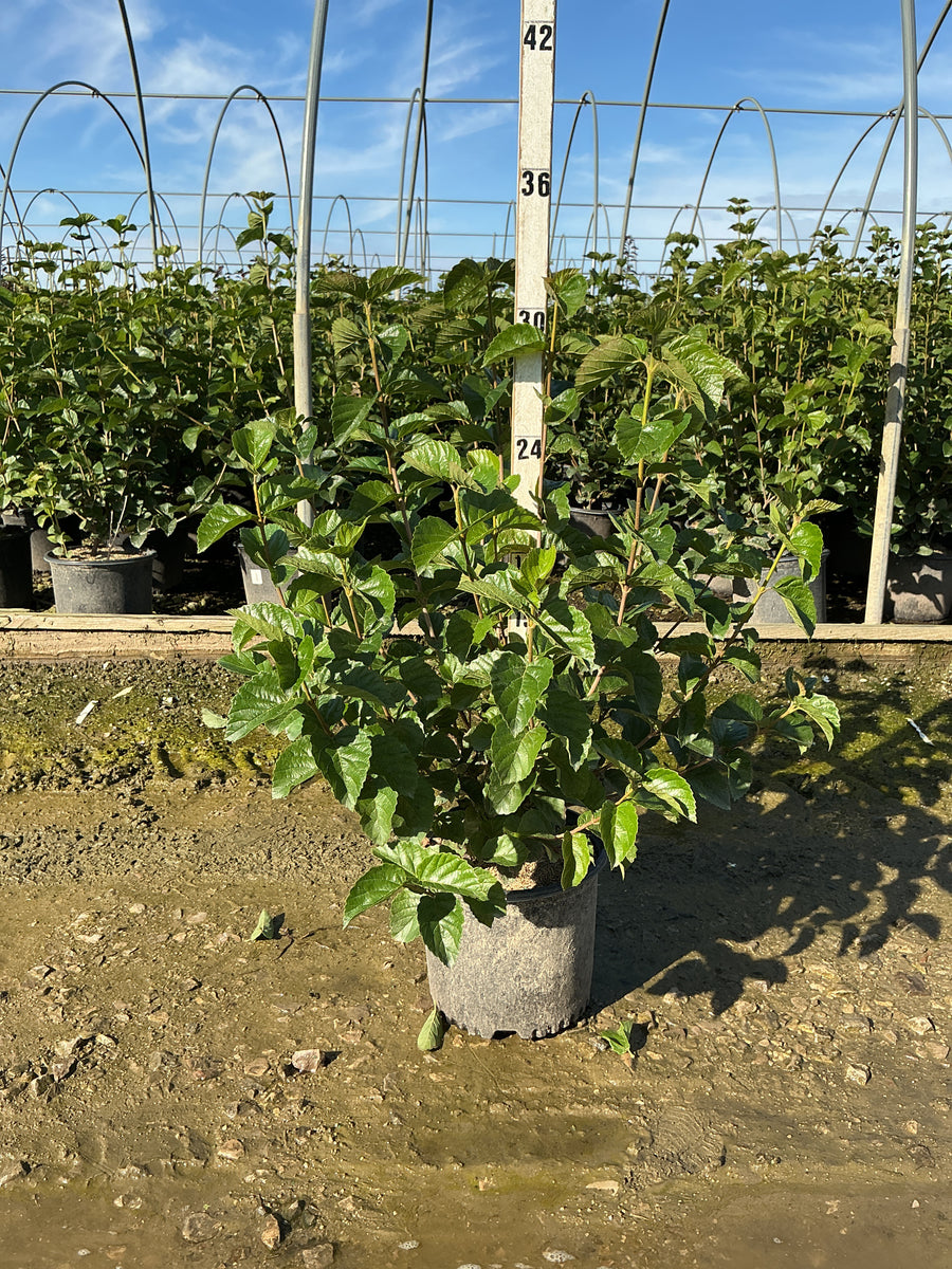 Viburnum dentatum 'Synnestvedt'