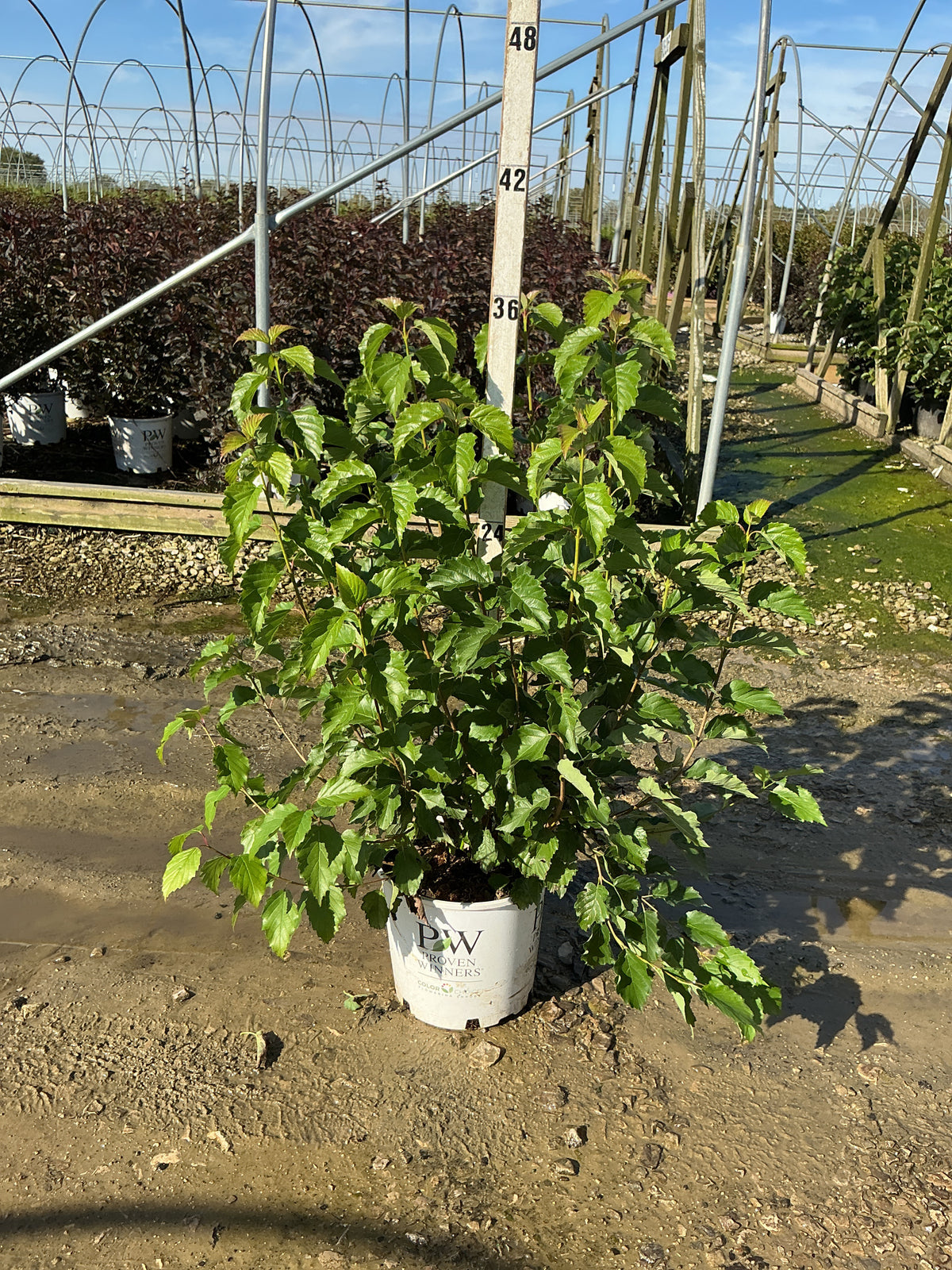 Viburnum dentatum 'Christom'