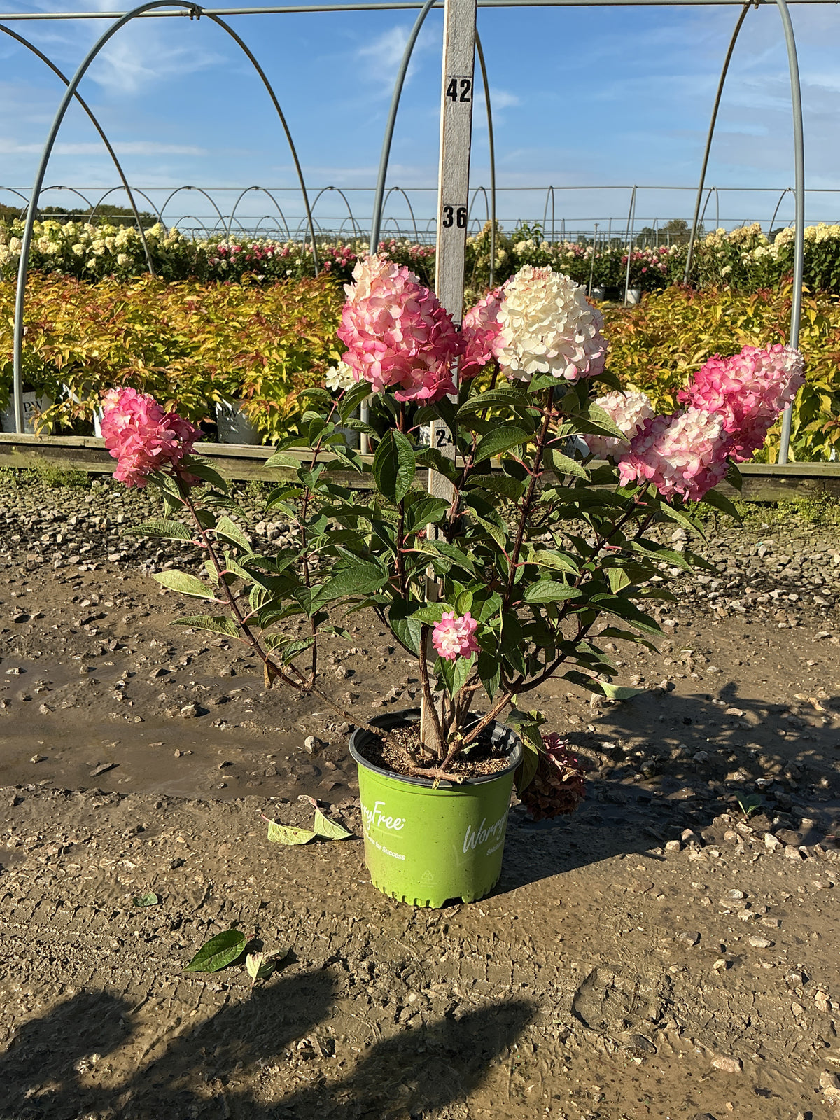 Hydrangea 'P Ruby Snow'