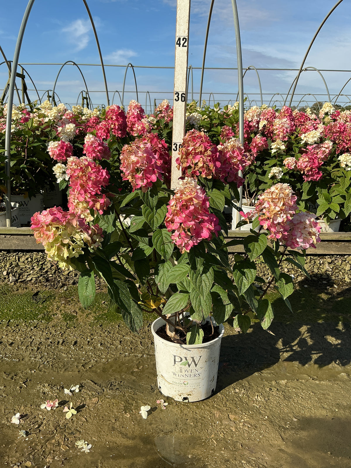 Hydrangea 'P Fire Light'