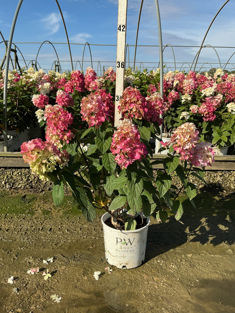 Hydrangea 'P Fire Light'