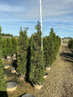 Thuja occidentalis 'Thin Man'