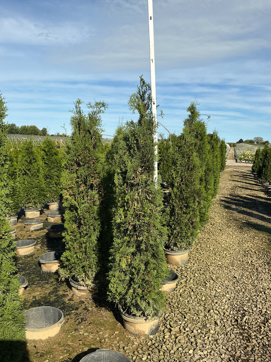 Thuja occidentalis 'Thin Man'