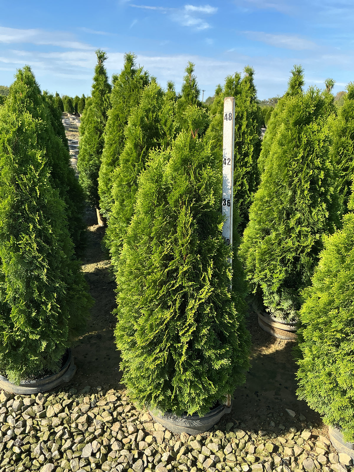 Thuja occidentalis 'Smaragd'