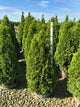 Thuja occidentalis 'Smaragd'