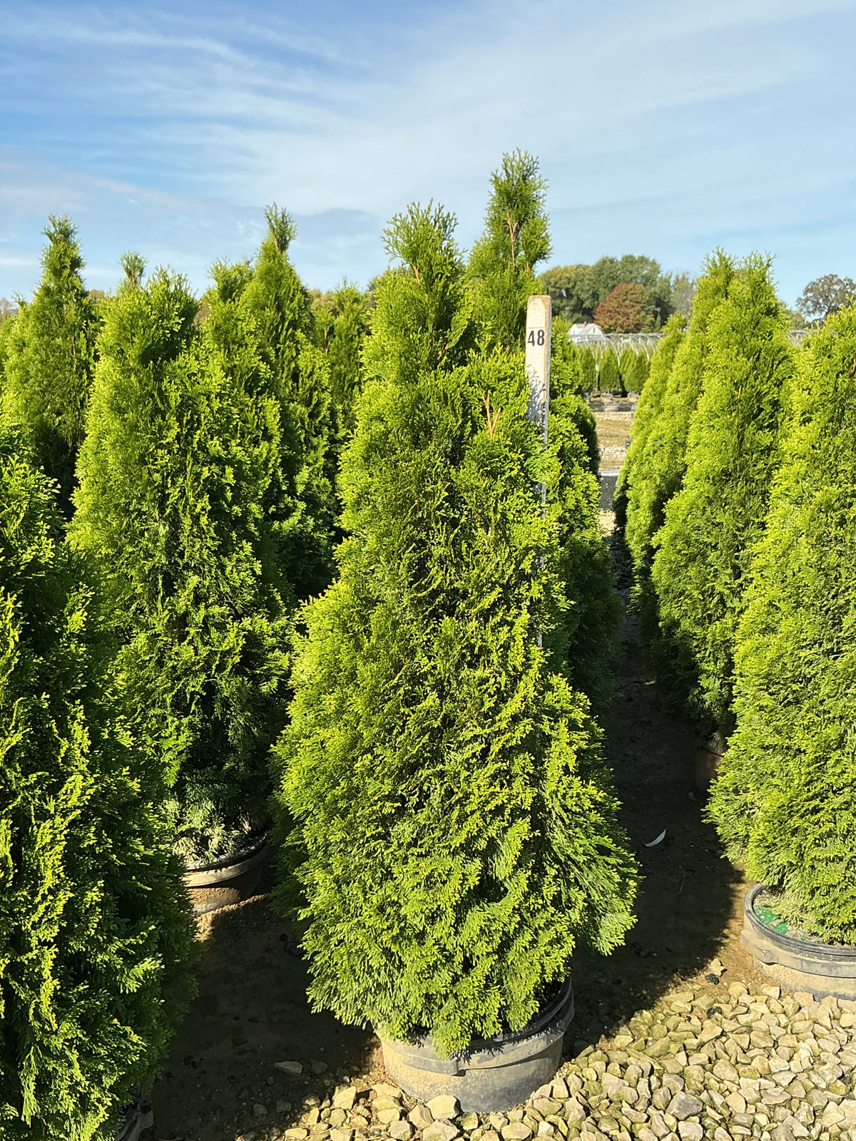Thuja occidentalis 'Smaragd'