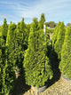 Thuja occidentalis 'Smaragd'