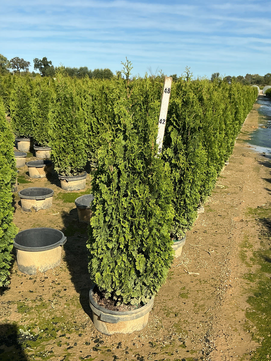 Thuja occidentalis 'Degroots Spire'