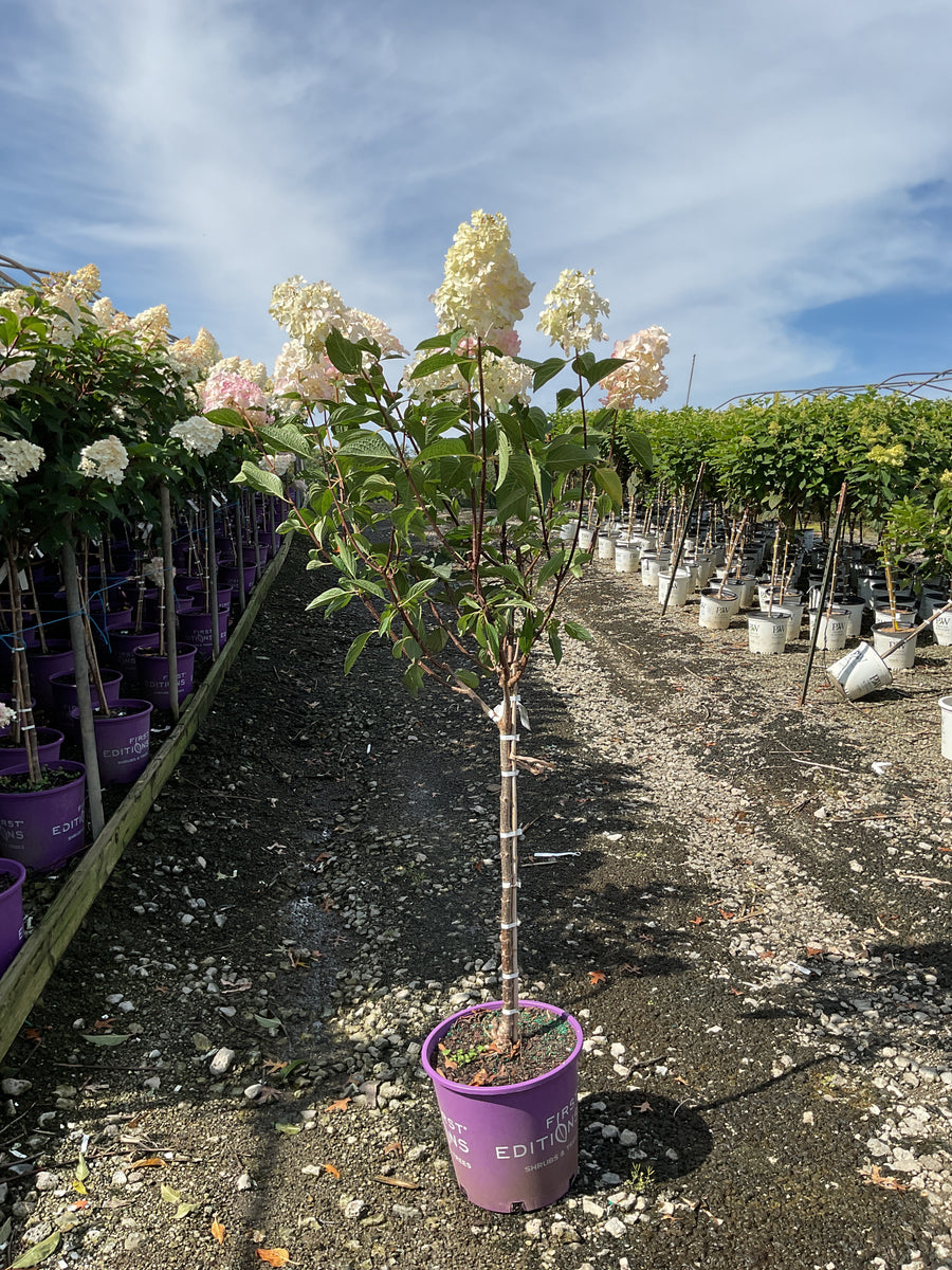 Hydrangea paniculata 'Renhy'