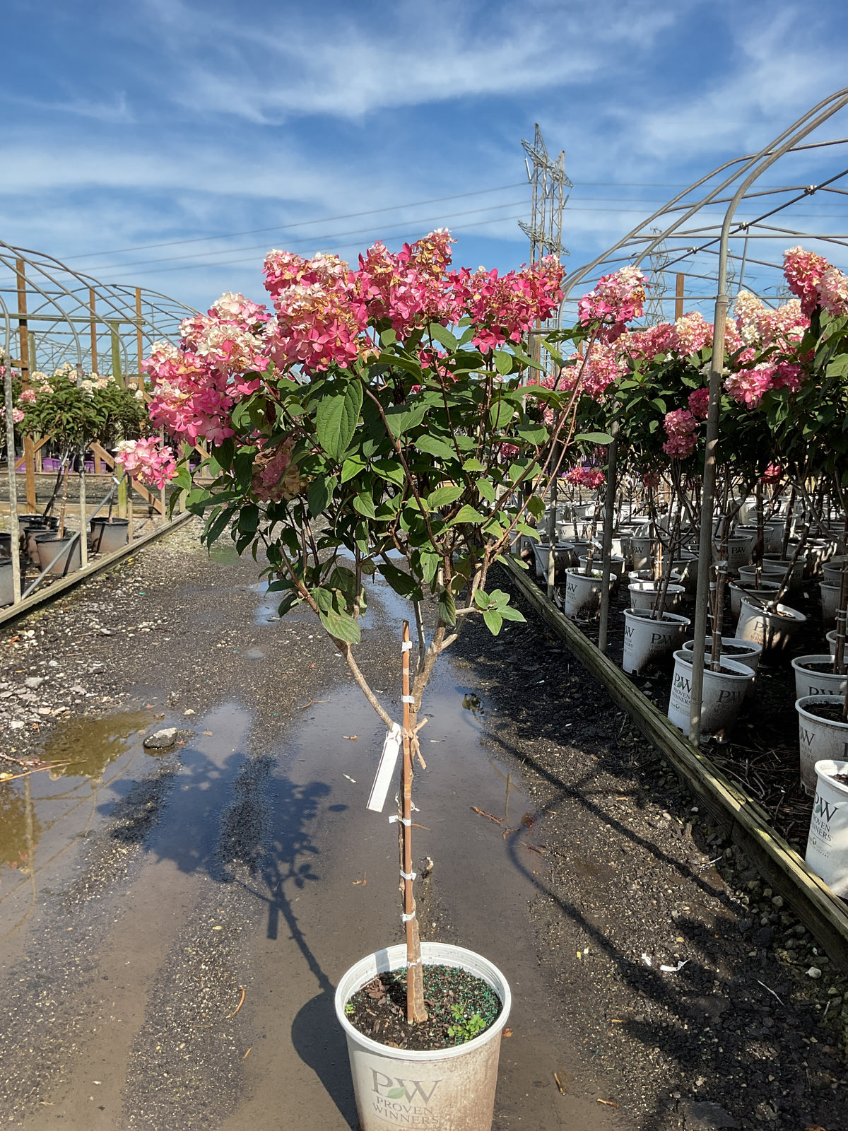 Hydrangea 'P Fire Light'