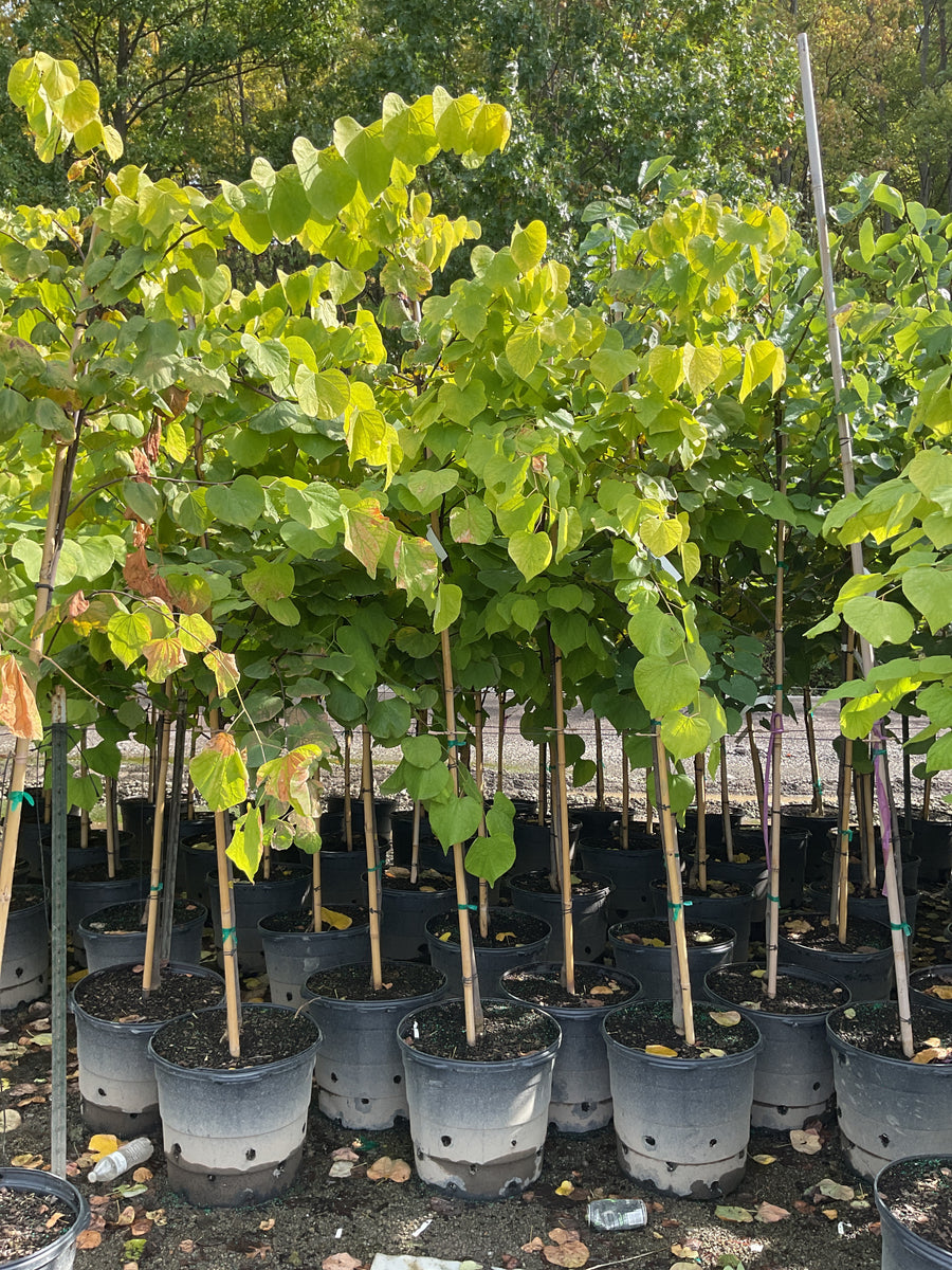 Cercis canadensis 'Hearts of Gold'